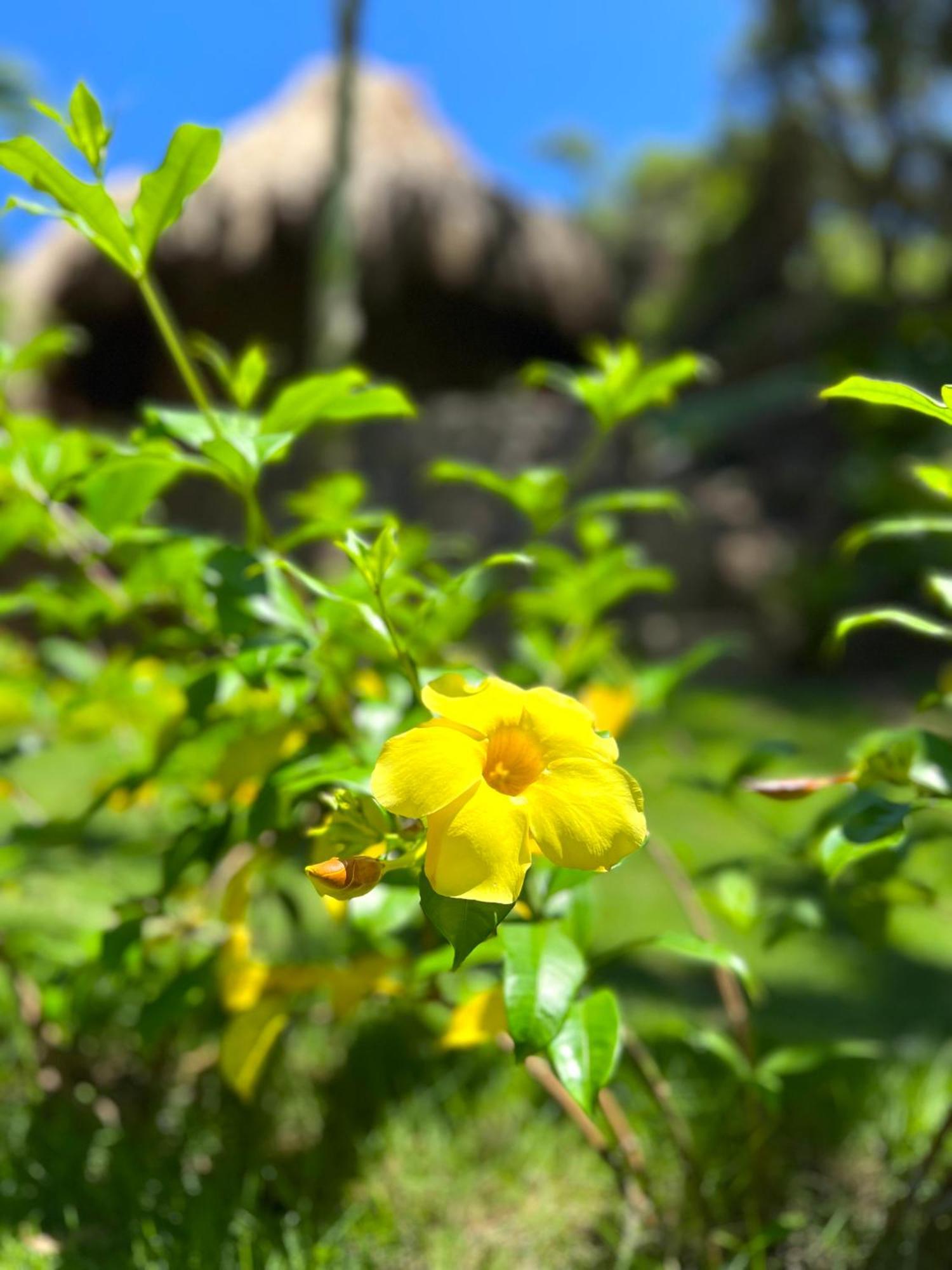 Zirwa Hotel Boutique - Dentro Del Parque Tayrona Ель-Зайно Екстер'єр фото